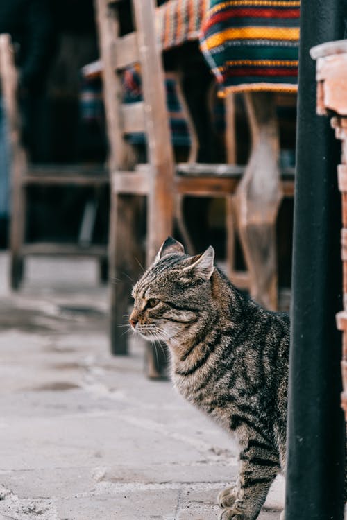 棕色的虎斑猫在积雪覆盖的地面上 · 免费素材图片