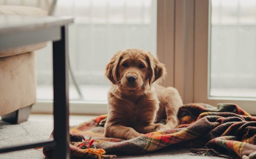 床上的金毛幼犬 · 免费素材图片