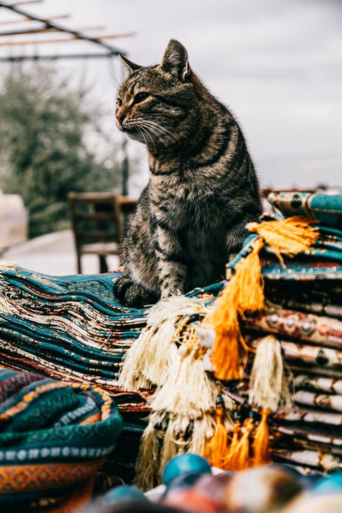 棕色和白色纺织棕色虎斑猫 · 免费素材图片