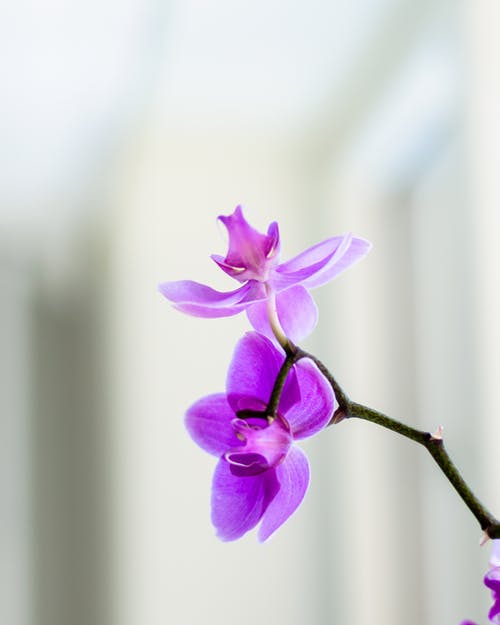 有关微妙, 微距摄影, 紫色兰花的免费素材图片