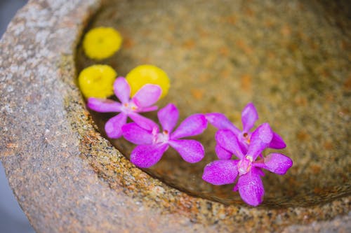 紫色的花瓣，在棕色的石头上 · 免费素材图片