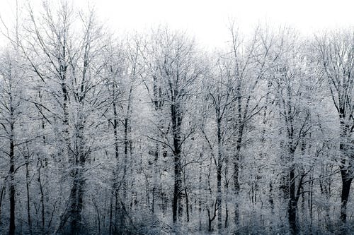 有关下雪的天气, 光秃秃的树木, 冬季的免费素材图片