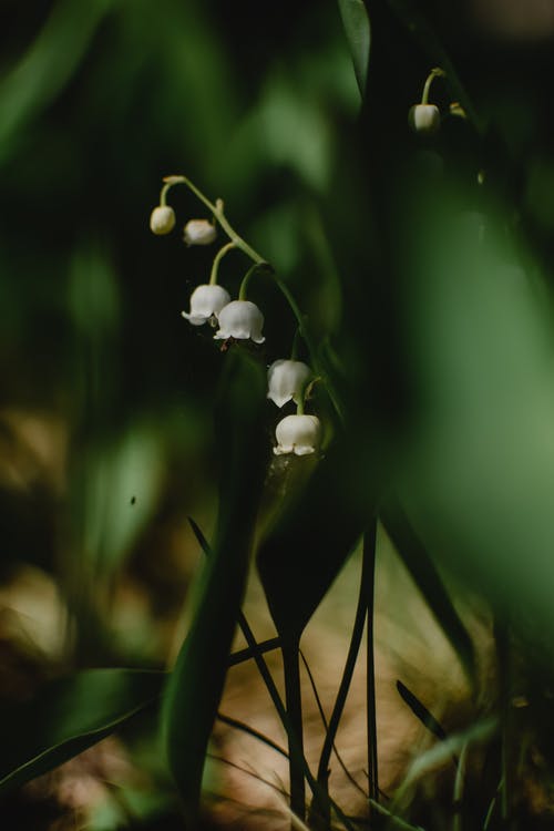 有关convallaria majalis, 山谷里的百合, 弹簧的免费素材图片