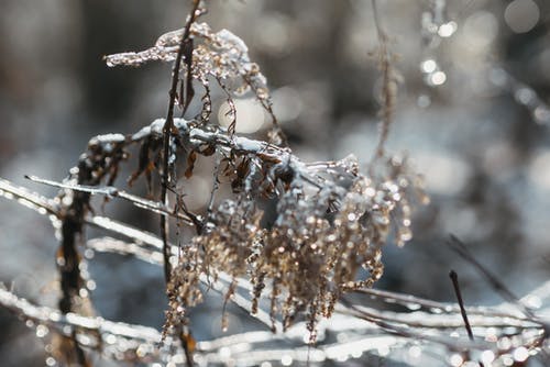 棕色的植物覆盖着雪 · 免费素材图片