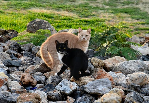 岩石地面上的两只猫 · 免费素材图片