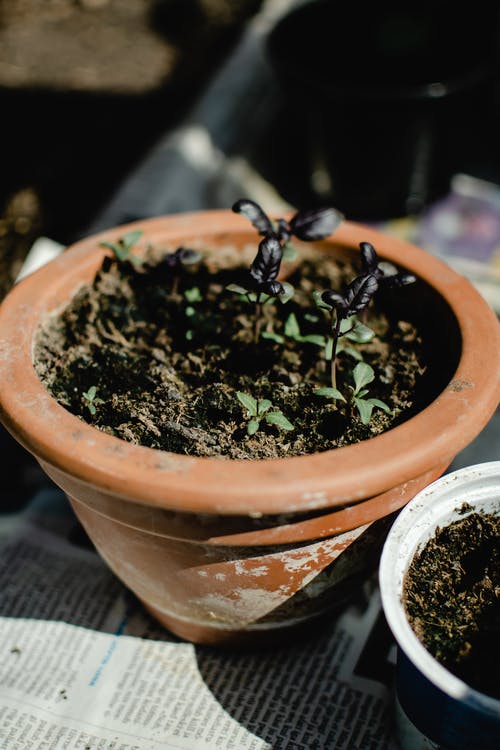 棕色煲绿色的植物 · 免费素材图片