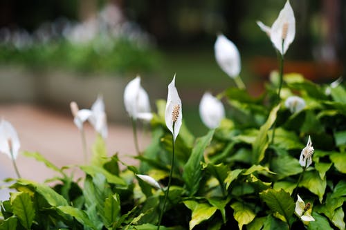 白花与绿色的树叶 · 免费素材图片