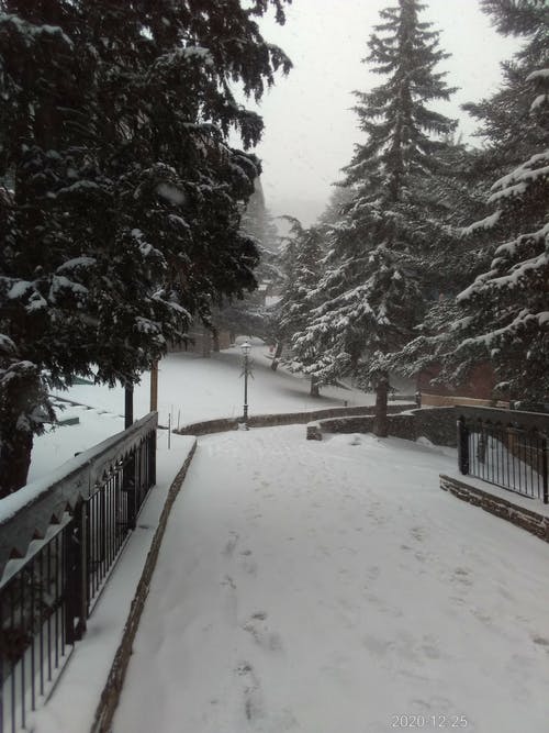 有关下雪的天气, 针叶树, 雪的免费素材图片