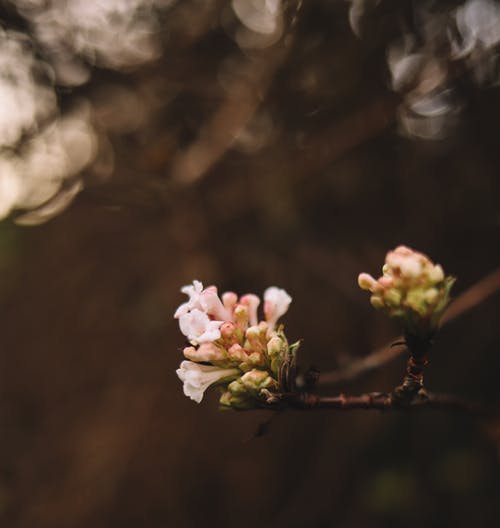 粉红色和白色的花，棕色的茎 · 免费素材图片