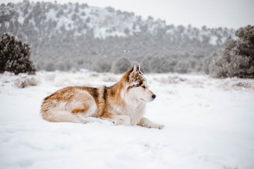 雪地上的白狼和黑狼 · 免费素材图片