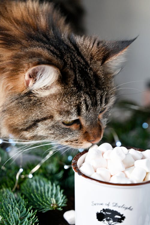 白色陶瓷碗棕色虎斑猫 · 免费素材图片