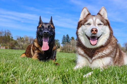 棕色和白色西伯利亚雪橇犬幼犬在绿色的草地上 · 免费素材图片