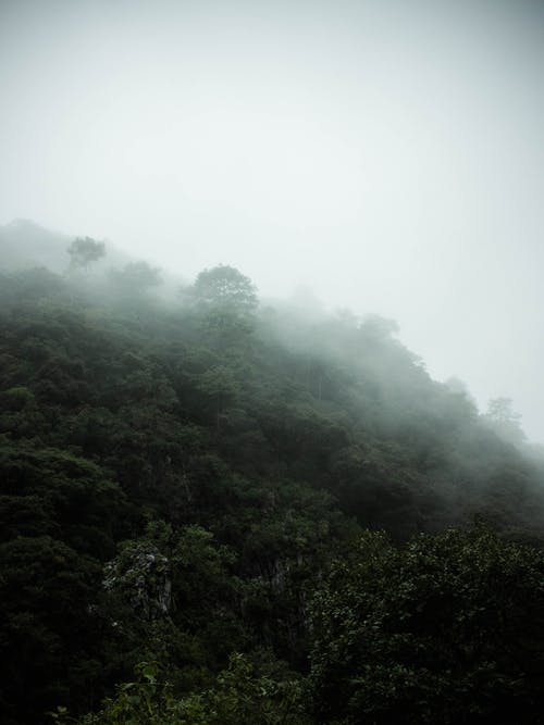 白色天空下的绿树 · 免费素材图片