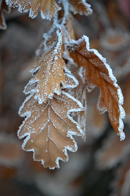 棕叶覆盖着雪 · 免费素材图片