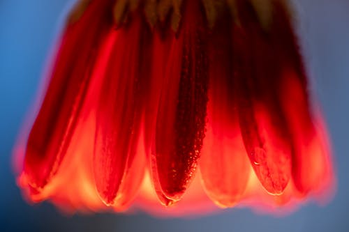 红色雏菊在特写摄影 · 免费素材图片