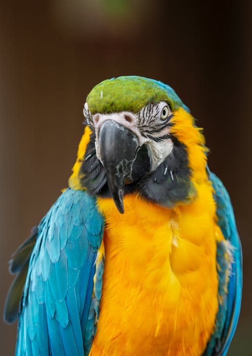 蓝黄色和绿色的鹦鹉 · 免费素材图片