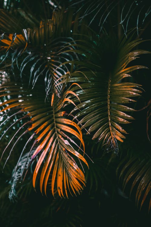 夜间绿色棕榈树 · 免费素材图片