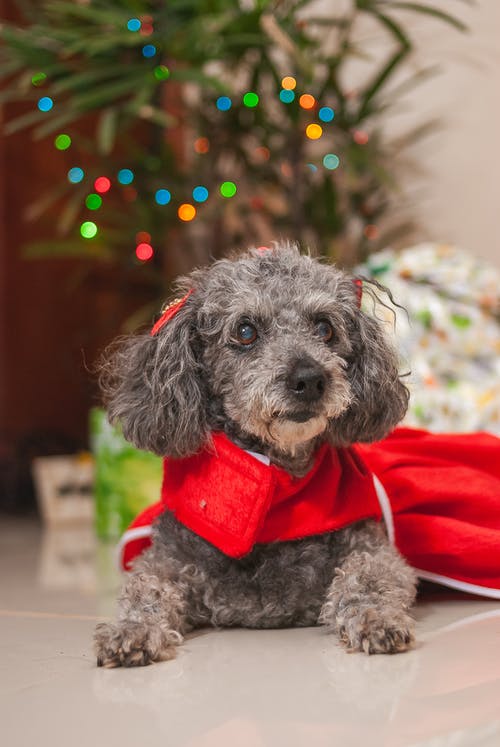 红色纺织灰色贵宾犬幼犬 · 免费素材图片