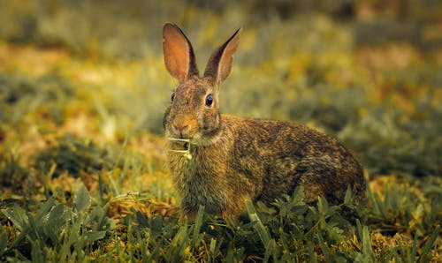 有关兔子, 动物, 哺乳动物的免费素材图片