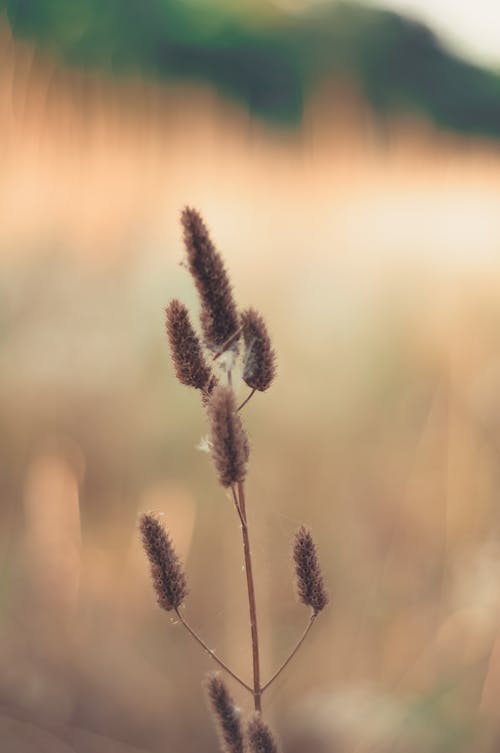 棕色植物在倾斜移位透镜 · 免费素材图片