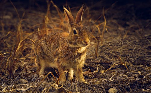 有关乾燥, 兔子, 动物的免费素材图片
