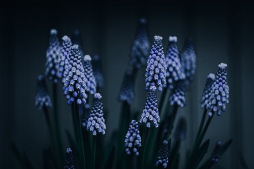 蓝色的花，绿叶 · 免费素材图片