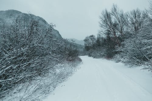 有关冬季, 冷, 叶儿的免费素材图片