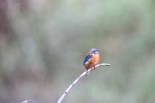 棕色树枝上的蓝色和棕色鸟 · 免费素材图片