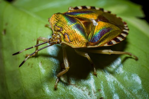 棕色和绿色的甲虫，在绿叶上 · 免费素材图片