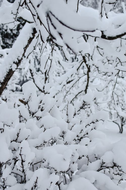 有关ICEE, 下雪的天气, 分支机构的免费素材图片