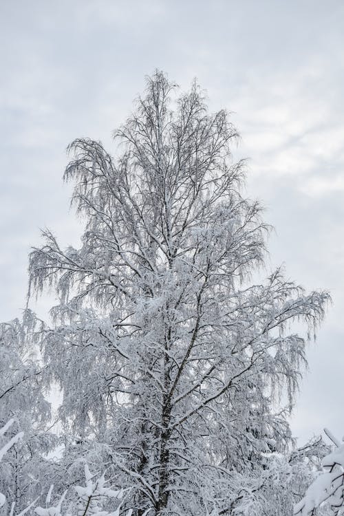 有关ICEE, 下雪的天气, 冻结的的免费素材图片