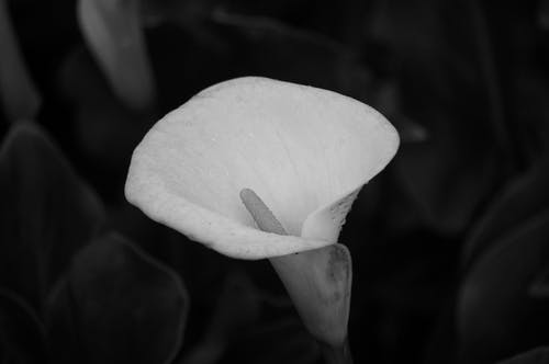 黑色背景上的白花 · 免费素材图片