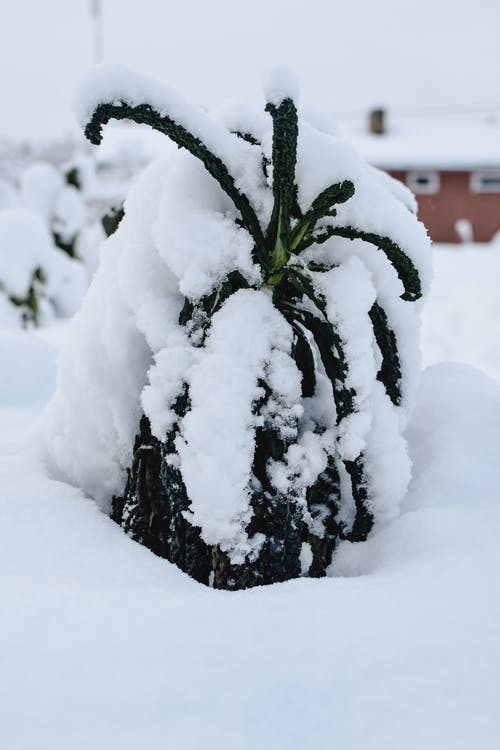 绿色的植物覆盖着雪 · 免费素材图片