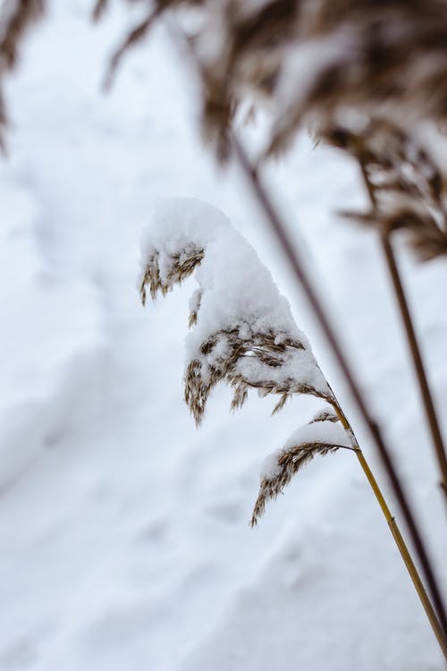 大雪覆盖的棕色植物 · 免费素材图片