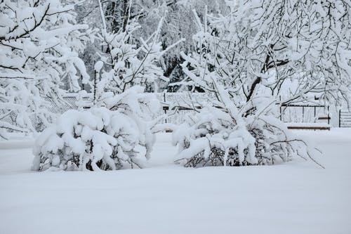 有关ICEE, 下雪的天气, 分支机构的免费素材图片