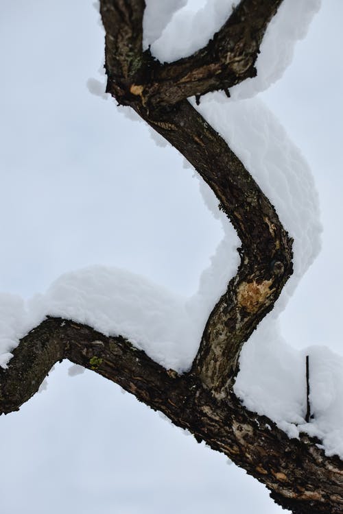 有关ICEE, 下雪的天气, 分支机构的免费素材图片