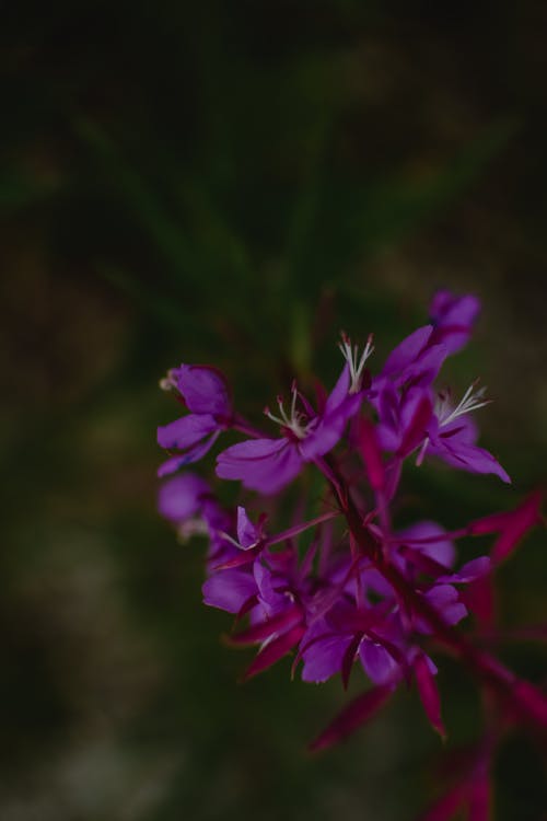 有关willowherb, 垂直拍摄, 夏天的免费素材图片