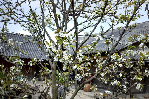 有关住宅, 分公司, 味道的免费素材图片