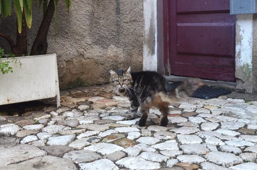 灰色的混凝土地板上的棕色虎斑猫 · 免费素材图片