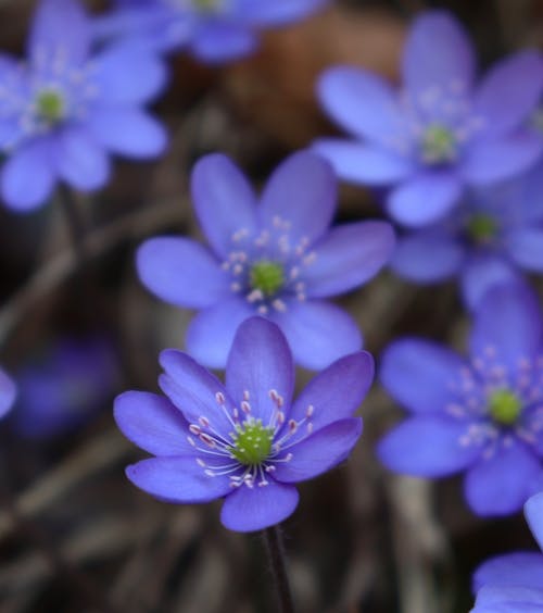 有关hepatica nobilis, 垂直拍摄, 增长的免费素材图片