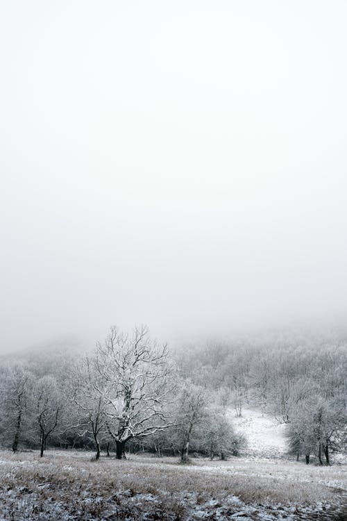 有关冬季, 垂直拍摄, 壁纸的免费素材图片