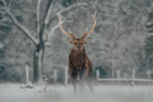 布朗鹿在积雪覆盖的地面上 · 免费素材图片