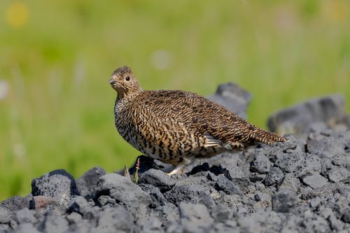 有关動物, 觀鳥, 選擇性對焦的免费素材图片