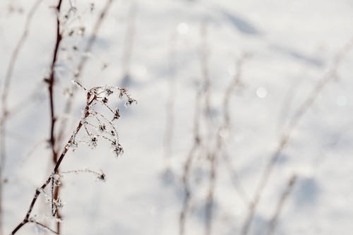 有关冬季, 冷, 大雪覆盖的免费素材图片