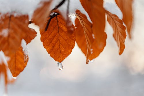 有关冬季, 天性, 季节的免费素材图片