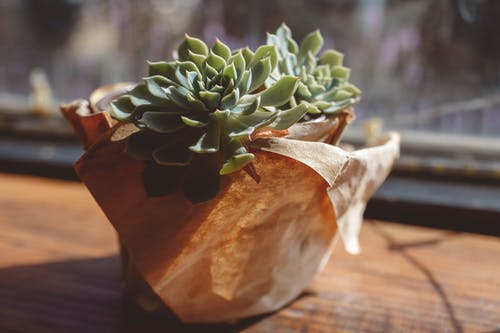 有关多肉植物, 室内植物, 特写的免费素材图片