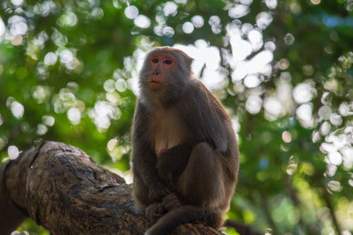 有关動物, 叢林, 哺乳動物的免费素材图片