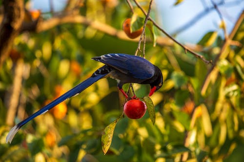 有关動物, 台湾蓝鹊, 尾巴的免费素材图片