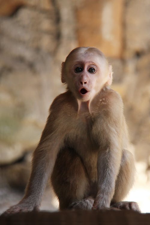 有关動物, 動物攝影, 哺乳動物的免费素材图片