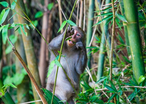 有关動物, 動物攝影, 哺乳動物的免费素材图片